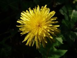 yellow dandelion on a dark background