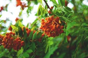 orange autumn rowan berries