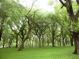 beautiful green trees on the lawn in the park