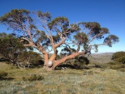 tree in nature