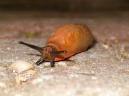 snail garden close-up