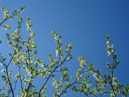 garden plum tree in spring