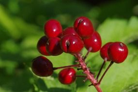 Red berries on a background of a green plant