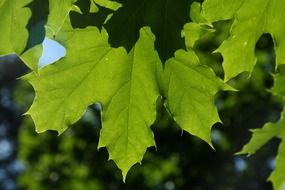 green maple leaves in summer