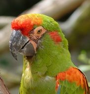 green and orange parrot