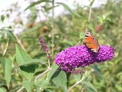 Butterfly sitting on a blooming flower in the garden on a blurred background