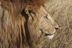 lion's head with thick shaggy mane