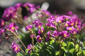 very beautiful spring flowers