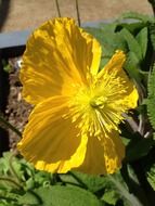 yellow ranunculus closeup