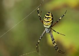 yellow striped spider on a web