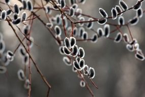 Macro photo of the osier