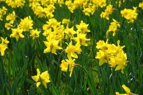 field of yellow narcissus pseudonarcissus daffodil