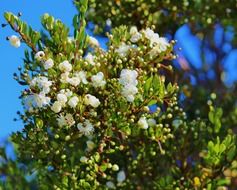 blooming shrub, chile