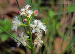 macro photo of ggrowing plants in nature