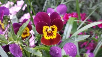 lush garden flowers in spring