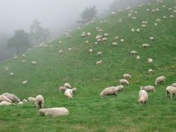 herd of sheep on the field