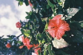pink garden flowers with long pestle