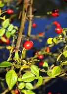 red berries on a prickly bush