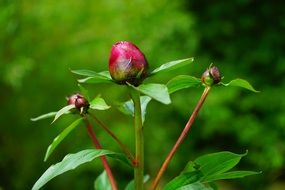 red peony buds macro view