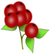 clipart of Sweet red berries with green leaves