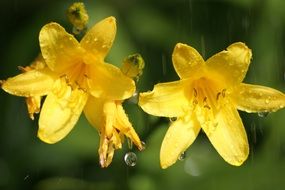 lily flower flowers plant