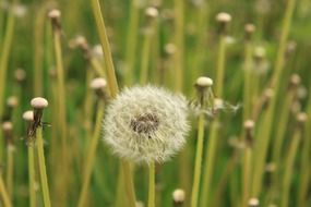 fluffy white dandelion in the meadow