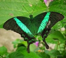 emerald dovetail is a butterfly species