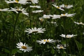 daisies field in summertime