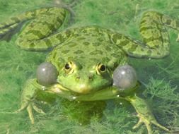 green frog vertebrates