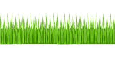 Green lawn on a white background.