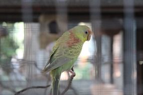 parrot captivity bird