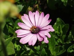 pale purple flower on a green bush