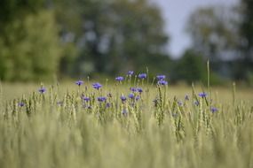 arable cornflower field