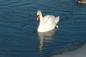 white swan is reflected in the river