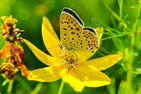 yellow butterfly on a meadow yellow flower