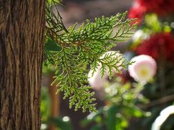 tree close-up