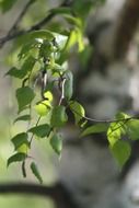 gentle fresh spring green leaves