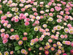 pink daisy plants, background