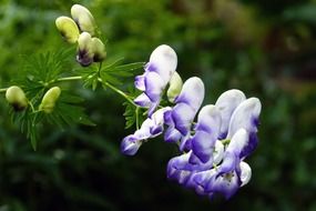 flower purple cluster