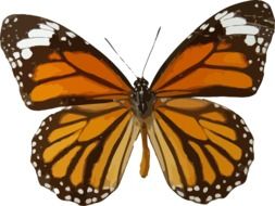 Drawing of orange butterfly with stripes