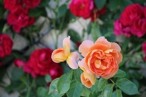 beauty of blooming roses