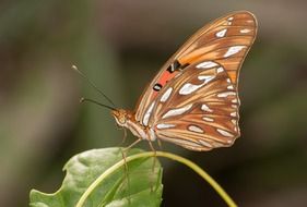 Agraulis Vanillae butterfly