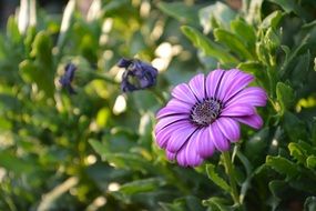 purple flower in garden