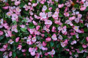 pink ice begonia flowers