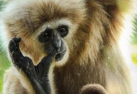exotic furry gibbon