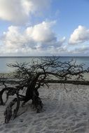 dried tree on an island beach in australia