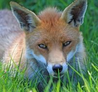 Close-up of the fox on grass