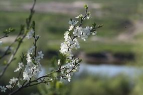spring white bloom