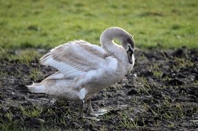Grey and white swan in wildlife