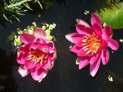 bright lilac lotus in water